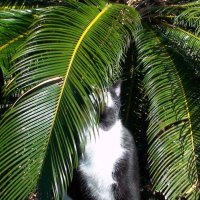 Palm cat