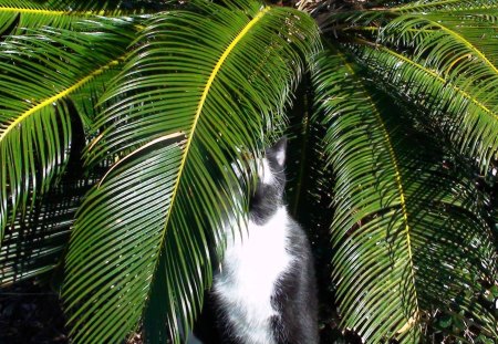 Palm cat - black and white cat, tuxedo cat, palm, cat