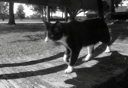 Cat on playground