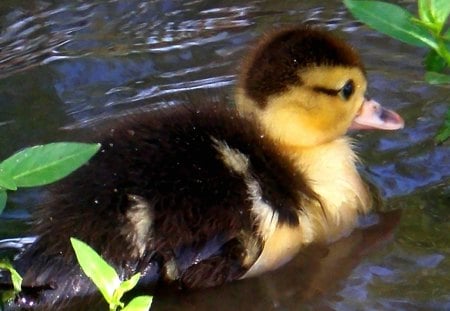 sweet little duckling - baby duck, ducks, duckling, swimmingduck