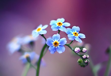 Never Give up - flowers, forget me not, blue, flower