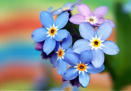 Don't forget us - pink, forget, forget me not, flowers, blue