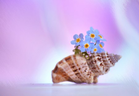 Always Remember... - always, forget me not, flowers, sheel, remember