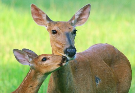 antelope? - fawn, cute, mother, love, antelope