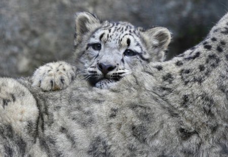 Snow leopard - cub, adorable, cute, snow leopard