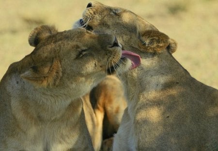 I take care of you - lion, wild life, lioness, big cat