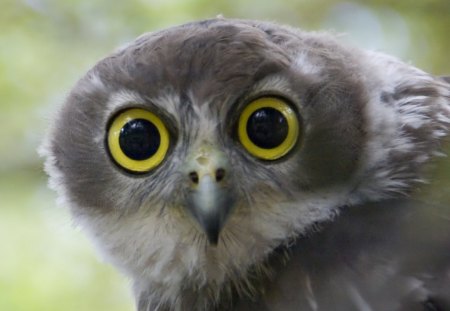 WHAT! - bird, cute, eyes, hawk