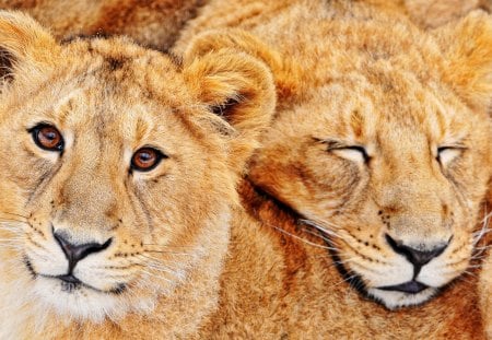 Asiatic lion cubs - cub, cubs, cute, lion