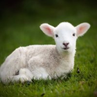 Little lamb