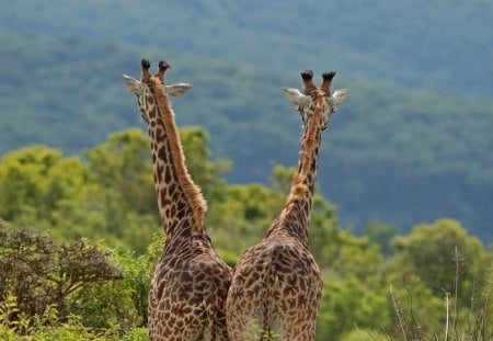 Keep looking - giraffes, nature, couple, wild life