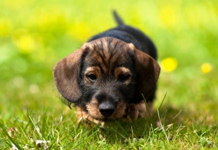 Hot dog pup - cute, dog, puppy, dachshund