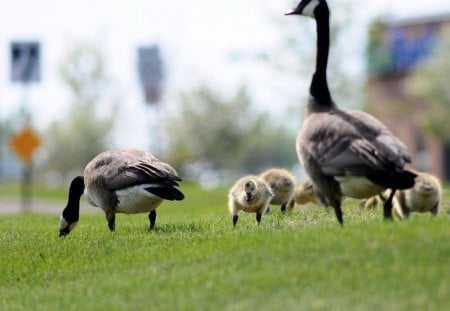 Snack time - goose, gooslings, spring, grass