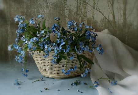 Forget-me-not - flowers, basket, blue, Forget-me-not, still life