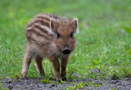 Wild boar piglet - adorable, cute, wild boar, piglet