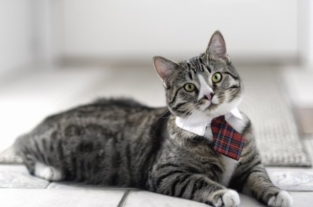 A cat with a tie - tie, cute, paws, cat