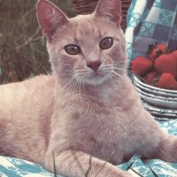 A cat with strawberries