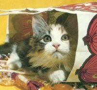 A kitten in a halloween bag