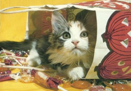 A kitten in a halloween bag - candy, halloween, bag, cute, kitten