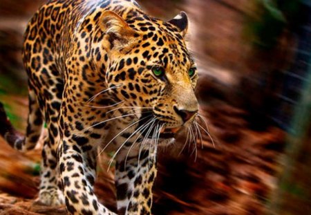 Leopard - leopard, zoo, wild life, big cat