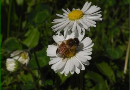 ape alla ricerca di nettare - daisies, bee, nature, summer, garden, nectar