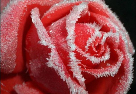 Frosty rose - frosty, cold, rose, flower