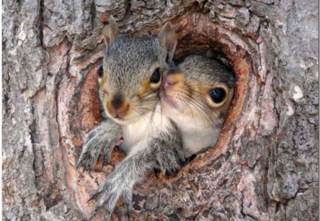 Crowded house - home, squirrel, tree, house, cute