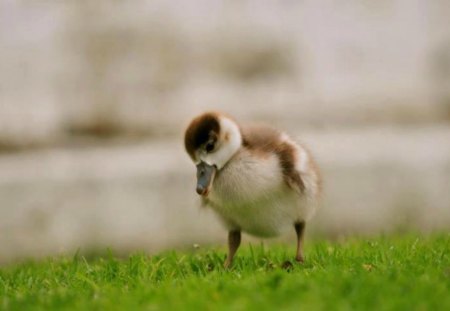 i'm so alone - cute, adorable, cygnet, swan