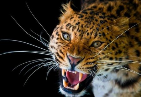 Leopard - leopard, yawn, wild life, big cat