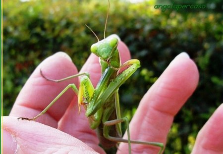 insetti -mantide religiosa