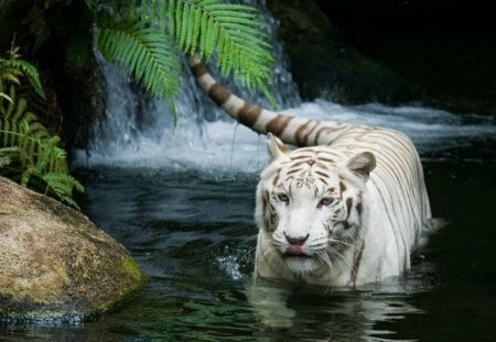 White tige showering - shower, white, tiger, big cat