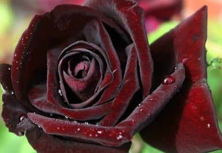 Deep red rose - rose, red, dew, special