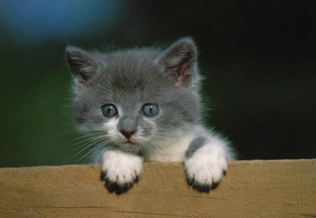 Cute kitten - cat, cute, pet, kitten