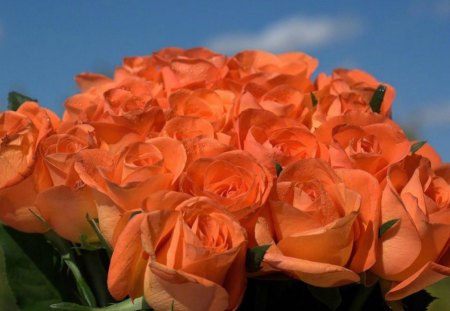 Bouquet of roses - bouquet, skies, rose, peach