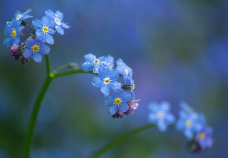 After Rain - flowers, nature, blue, rain