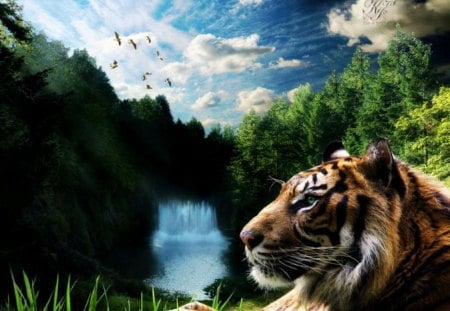 Tiger resting - nature, sky, predator, lake, landscape, birds