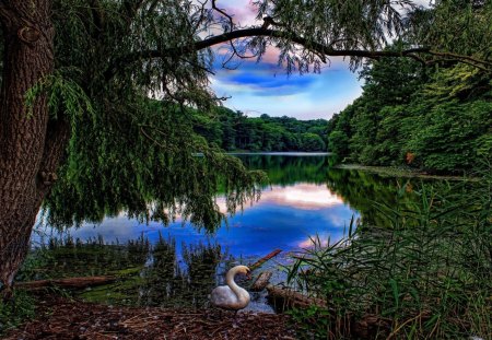 a swan in wonderful lake landscape hdr - swan, lake, trees, hdr, grass