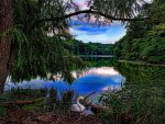 a swan in wonderful lake landscape hdr