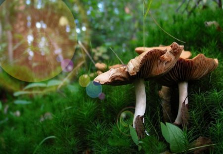 MUSHROOM SUNLIGHT - mushrooms, fields, sunlight, sun, greens, plants, nature, forest, grass, landscapes