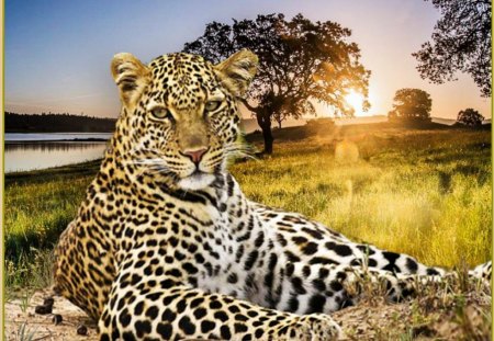 leopard resting - river, leopard, sunset, tree