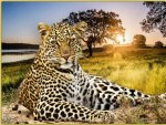 leopard resting