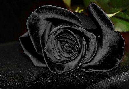 Black rose - flower, nature, rose, black