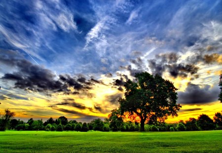 trees - field, fun, trees, nature