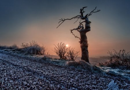 fantastic winter scene at sunset hdr - winter, haze, tree, fields, sunset, hdr