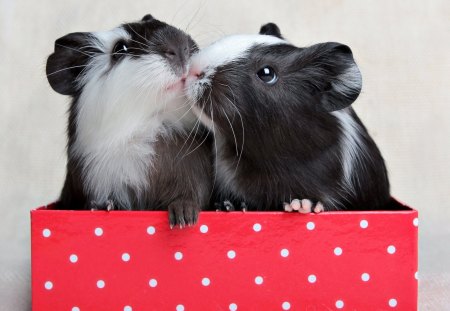 *** Guinea pigs *** - pigs, animal, animals, guinea