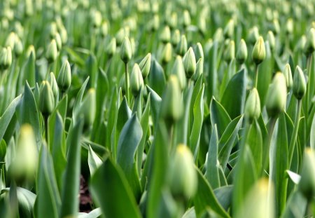 *** Yellow tulips *** - flower, tulips, flowers, yellow, nature