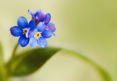 Forget me...Not! - forget me not, flowers, flower, blue