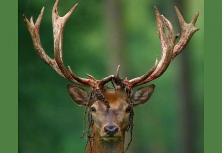 To impress the ladies - Buck, animal, antlers, deer