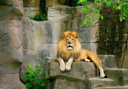 On the rocks - male, lion, resting, rocks, hunter