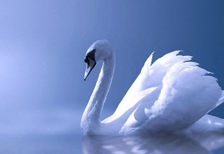 Feathers in blue - water, blue, swan, beauty, swim