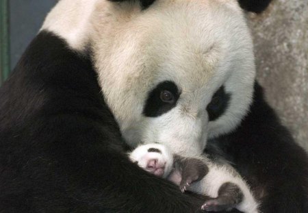 mama panda and baby - panda, bear, love, baby